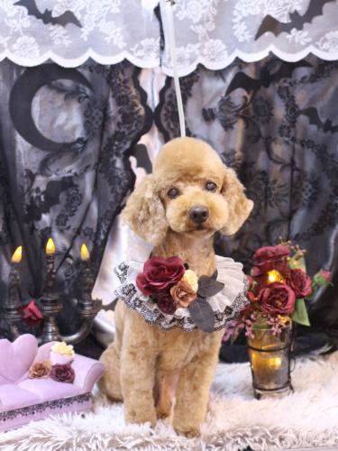 20231015ノンくん